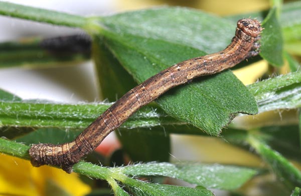Chenille début dernier stade, Les Mathes (Charente-Maritime), trouvée sur genêt.